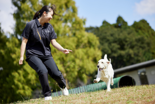 トリマーコース／ドッグトレーナーコース（インストラクター専攻・訓練専攻※2年次専攻選択制）／動物飼育コース／キャットプロコース／ホースプロコース／夜間部トリマーコース