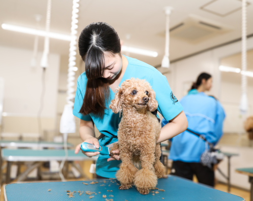 セントラル動物専門学校(2026年4月 現校名セントラルトリミング