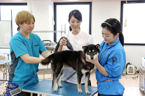 セントラル動物専門学校(2026年4月 現校名セントラルトリミング