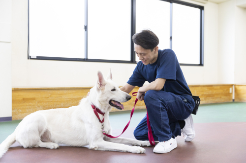 ドッグトレーナーのお仕事体験！！