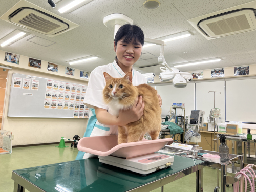 ネコちゃんの看護師さん体験