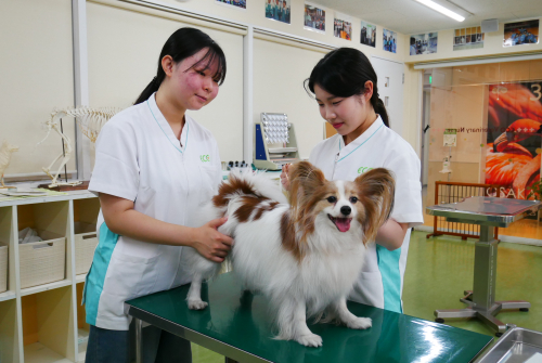 ワンちゃんの看護師さん体験