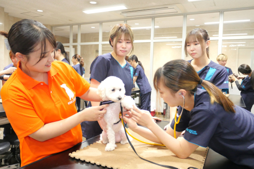 動物看護コース