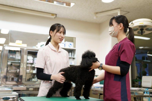 愛玩動物看護科