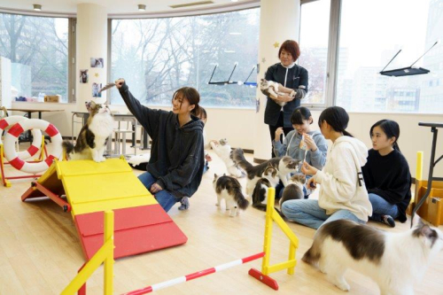 キャットコース　猫のトレーニングなど専門知識を学びます