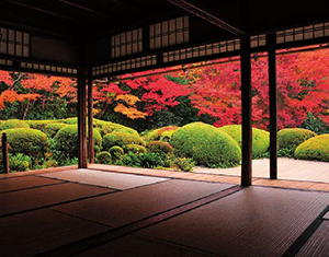 国際ビジネスコース