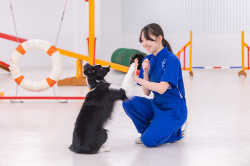 家庭犬訓練学科