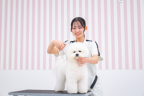 愛犬美容学科