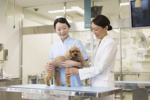 ヤマザキ動物看護大学