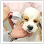 グルーミング実習