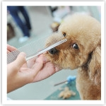 グルーミング実習