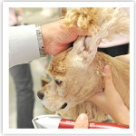 グルーミング実習