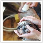 グルーミング実習