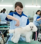 ペットトリマー科