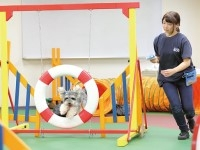 ドッグトレーニングルーム
