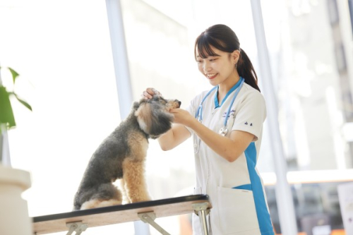 動物看護コース（3年制）
