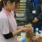 動物衛生看護コース／愛玩動物看護師コース