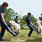 ドッグトレーナーコース