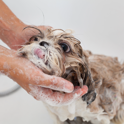 ４月５日（日）プロが仕上げる！シャンプー＆ドライ編