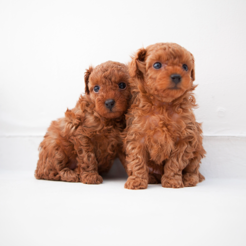 ４月１８日（土）パピーのグルーミング・聴診体験