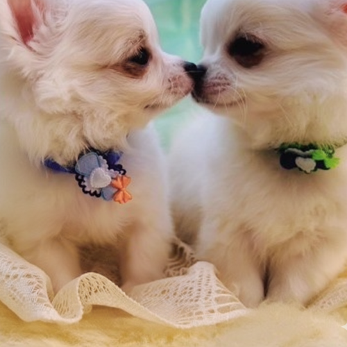 10月25日（日）愛犬と一緒に参加してハロウィンパーティー!　ハロウィンリボン作り
