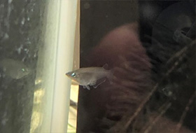 SAIKO Aquarium Project 先生