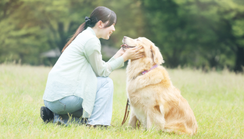 トリマーコース/ドッグトレーナーコース