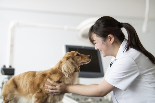 愛玩動物看護学科