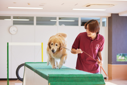 ドッグトレーナーコース