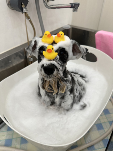 犬のシャンプー中の写真