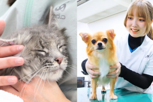 愛玩動物看護学科