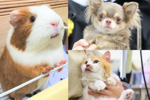 トリマー専攻（ドッグ／ドッグ＆キャット）・ドッグトレーナー専攻・ペットショップスタッフ専攻