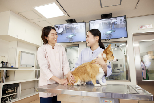 動物看護総合学科（3年制・120名・男女）