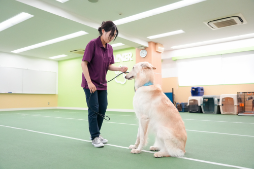 ドッグトレーナーコース