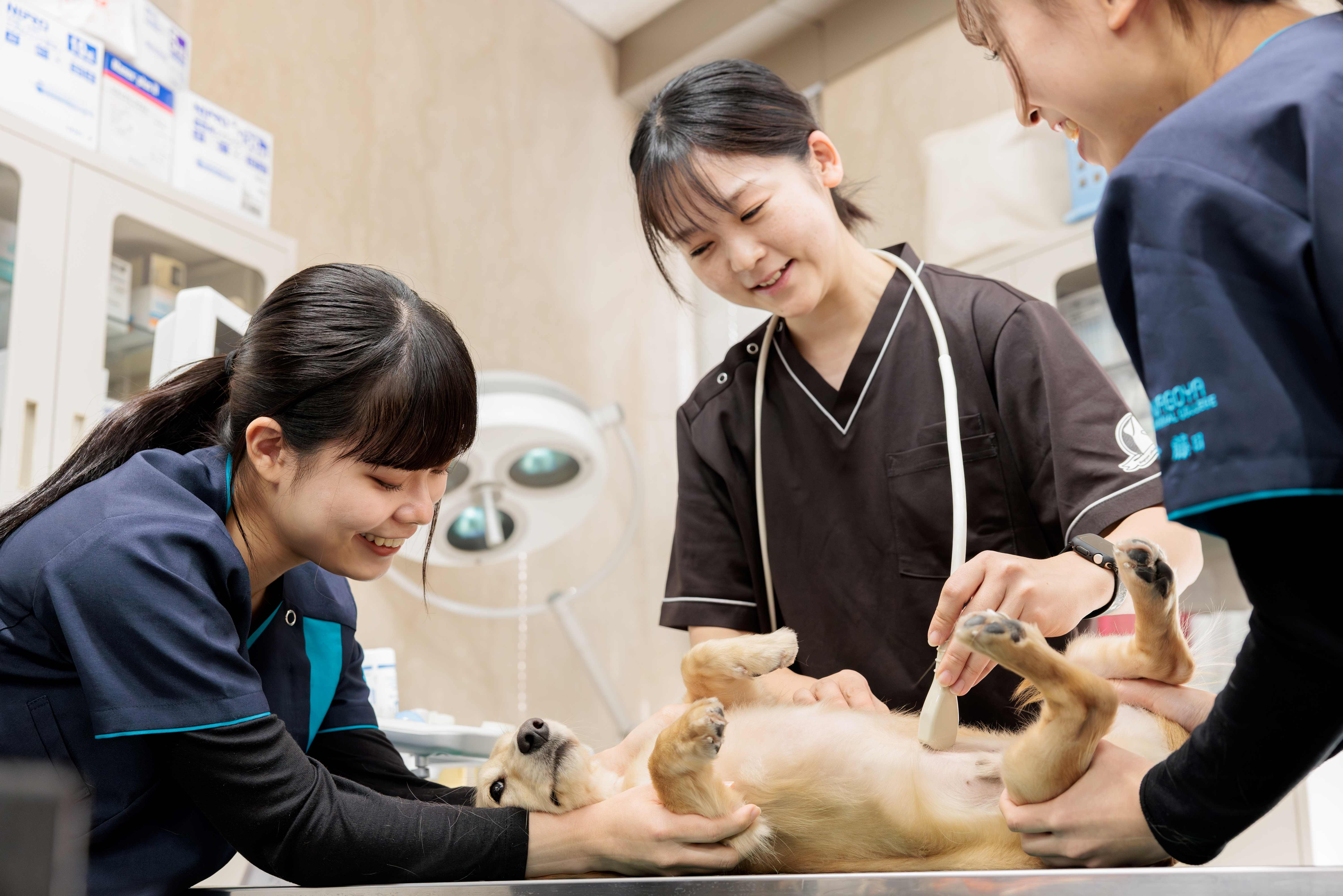 日本動物専門学校