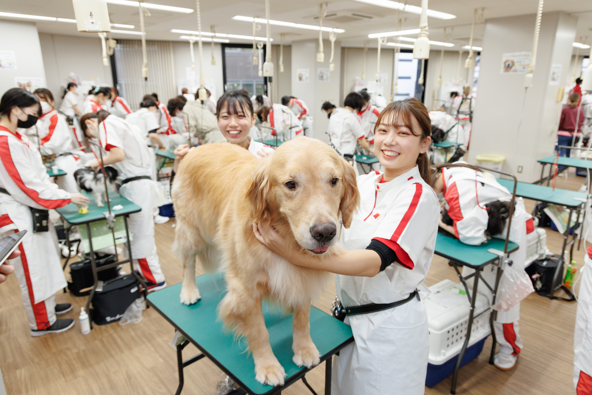 専門学校日本動物21の動物分野解説 おすすめの学校 ガイダンスホームワーク