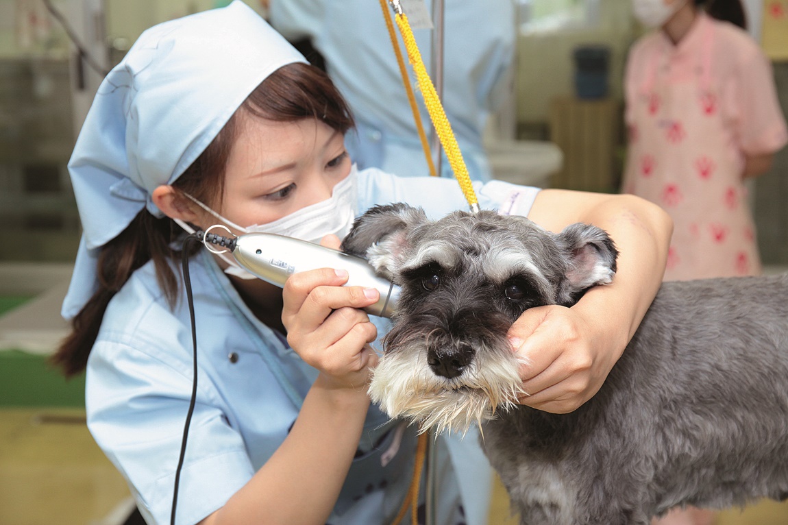 ヤマザキ動物看護大学