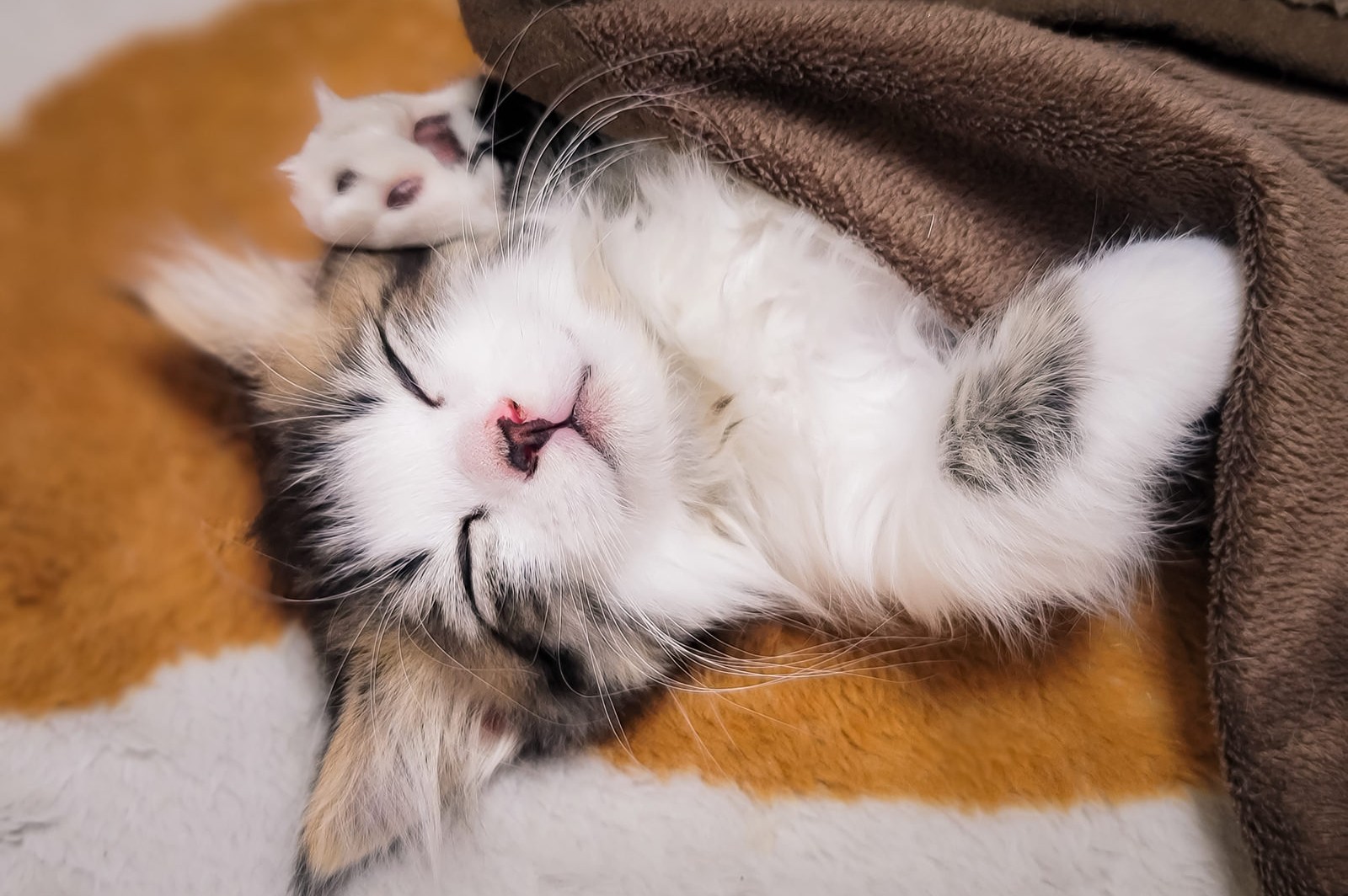 ペット・動物業界