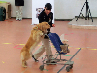 ドッグトレーナーお仕事体験　特殊使役犬訓練体験ＳＰ